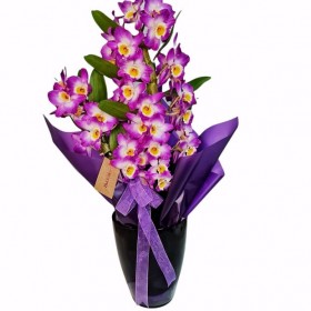 Kokulu Dendrobium orkide}